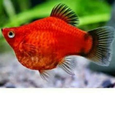 Ikan Merah Kecil Hias - Ikan Hias Air Tawar Yang Berbentuk Unik ...