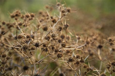 Buds of weed with prickly spikes. Whole ... | Stock image | Colourbox