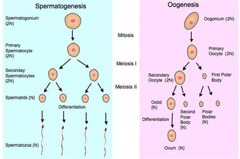 Gamete Formation In Females - jebrown