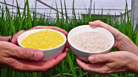 Philippines Assents To The Production Of Genetically Modified "Golden Rice" - The Agrotech Daily