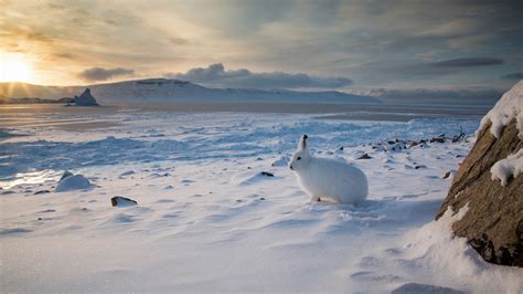 Download Hare Landscape Snow Animal Arctic Hare HD Wallpaper