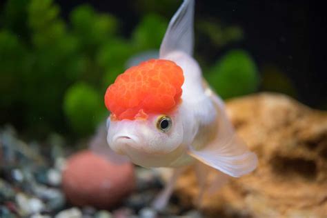 Redcap Oranda Fancy Goldfish Profile And Care Guide