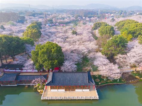 Spring Scenery of East Lake Cherry Blossom Garden in Wuhan, Hubei ...