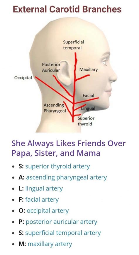 medical technology innovations #MedicalTechnology | Carotid artery, Medical coding, Medical ...