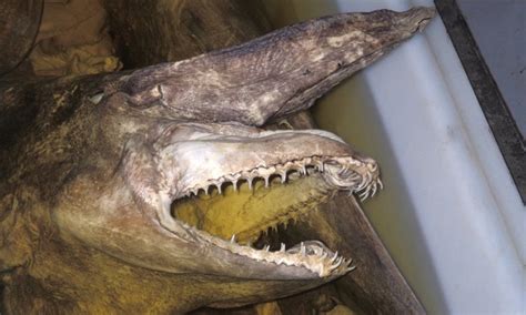 Extinct Sea Creatures Found Alive