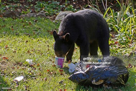 Trash Loving Bear High-Res Stock Photo - Getty Images