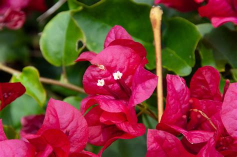 Bougainvillea spectabilis (Bougainvillea)