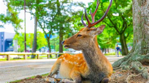 Traveler Reveals the Reality Behind Visiting Japan's Famous Nara Park ...