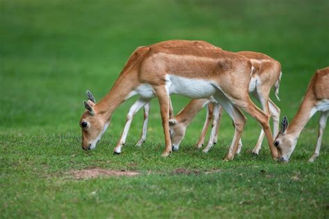 Blackbuck - Facts and Beyond | Biology Dictionary