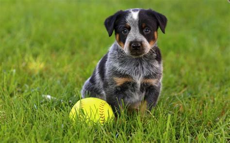 Methods to train Australian Cattle Dog- Strategies and Techniques for Easy Training of Pets