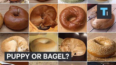 Viral Challenge: Puppy Or Bagel? - YouTube