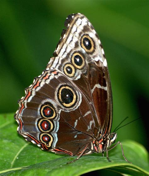 Blur Morph Under side | Morpho butterflies are coloured in m… | Flickr