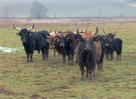 The Breeding-back Blog: Heck cattle - a bred-back aurochs, a total flop or just aurochs-like cattle?