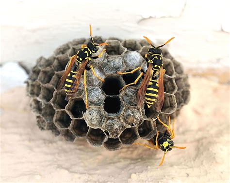 What’s Inside A Wasp Nest? - San Antonio, College Station Pest Control ...