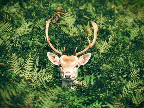 Wildlife | 3 best free wildlife, animal, antler and fern photos on Unsplash