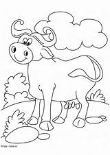 Buffalo Coloring Pages  Free Printable For sketch template