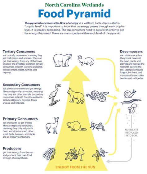 Food Pyramid in a wetland : North Carolina Wetlands