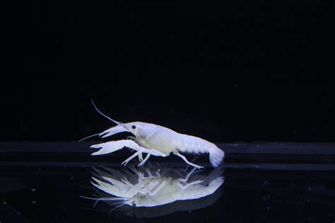 White Specter Crayfish - Marine Warehouse Aquarium