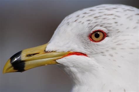 "Seagull Closeup" Images – Browse 32 Stock Photos, Vectors, and Video | Adobe Stock