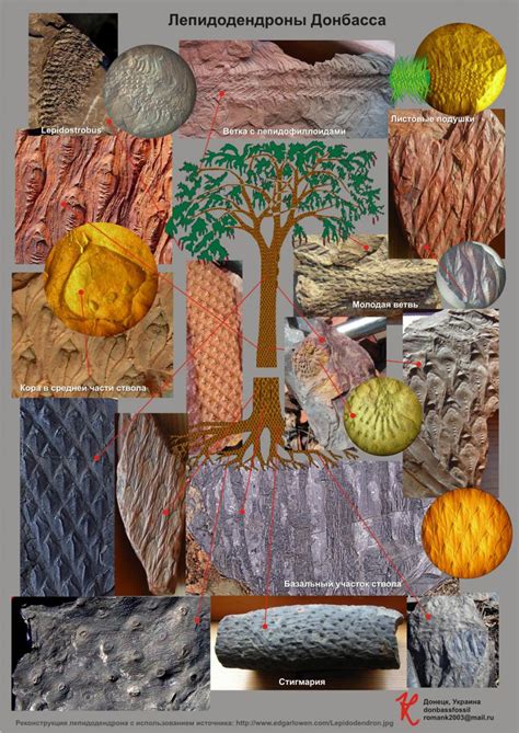 Lepidodendron tree scheme - Member Collections - The Fossil Forum