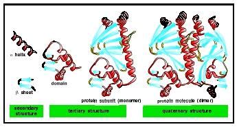 Protein Structure - Biology Encyclopedia - cells, body, examples, function, different, organisms ...