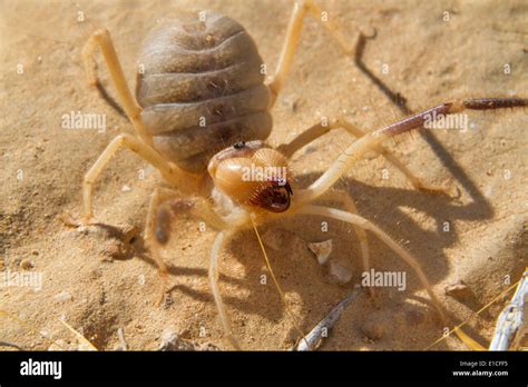 Giant Camel Spider Vs Scorpion