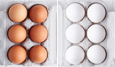 Brown Eggs vs. White Eggs | Thrive Market