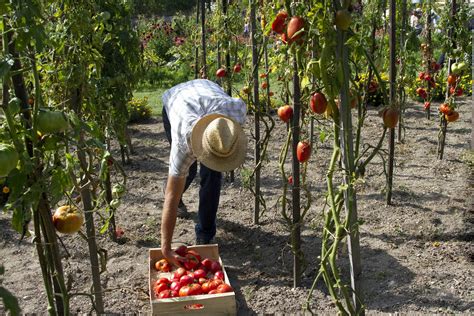 The Art of Harvesting Tomatoes: When and How to Pick the Perfect Fruit ...