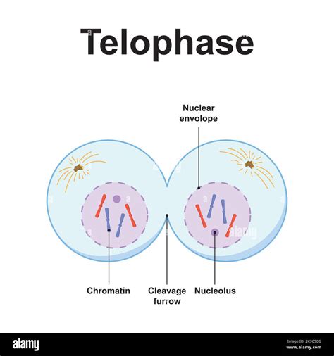 Telophase 2 Diagram