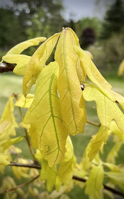 White oak chlorosis treatment? - Ask Extension