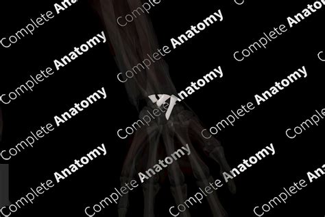 Palmar Radiocarpal Ligament (Left) | Complete Anatomy