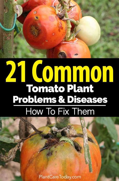 FIXES For 21 Common Tomato Plant Problems and Diseases