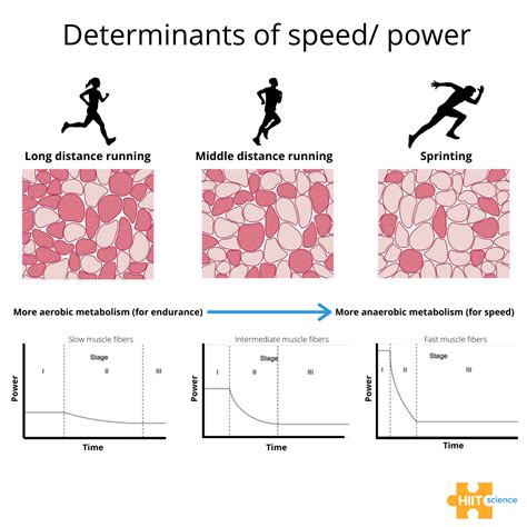 𝗛𝗜𝗜𝗧 𝗦𝗰𝗶𝗲𝗻𝗰𝗲 on Twitter: "Predominant muscle fibre type affects an athletes ability to produce ...