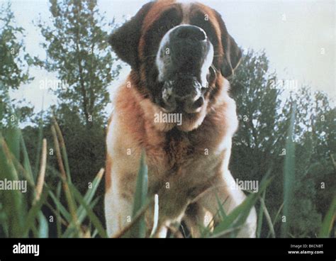 Cujo movie hi-res stock photography and images - Alamy