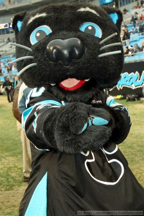 Sir purr- Carolina Panthers mascot. | Carolina panthers, Carolina panthers football, Panthers ...