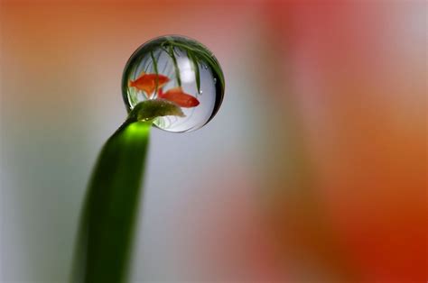 Mind-Boggling Water Drop Reflections (13 photos)