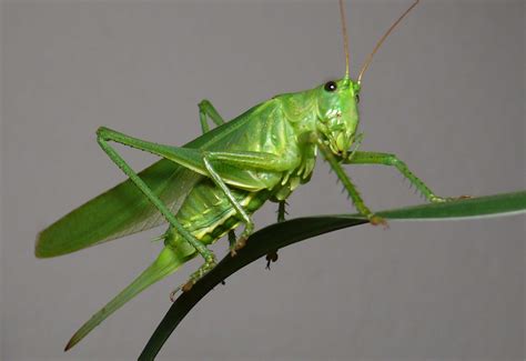 Leichhardt s grasshopper what does it eat |scientific name of giant green grasshopper|