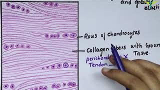 Fibrocartilage Diagram