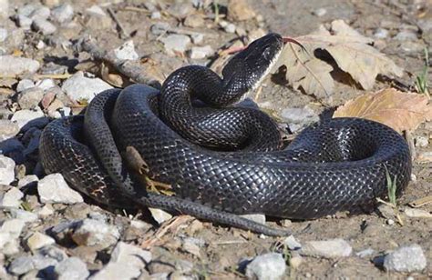 5 Kinds of Rat Snakes in Georgia (Pictures & Facts) - Reptile Jam