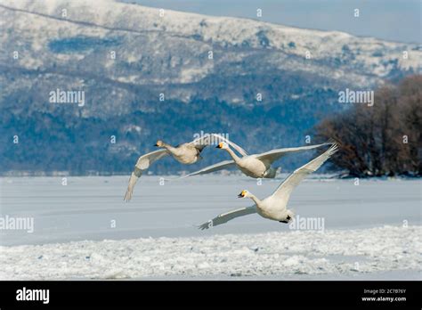 Whooper swans (Cygnus cygnus) flying over the frozen Lake Kussharo at ...