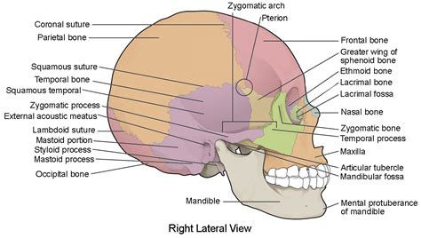 The Skull | Anatomy and Physiology I