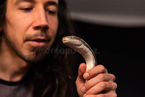 Pet Rat Snake Handled during Studio Shoot Stock Image - Image of isolated, eyes: 168172017