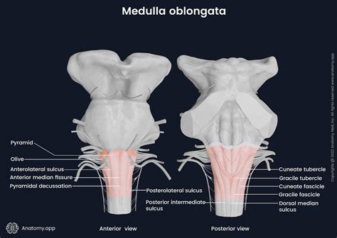 Medulla Oblongata Anatomy