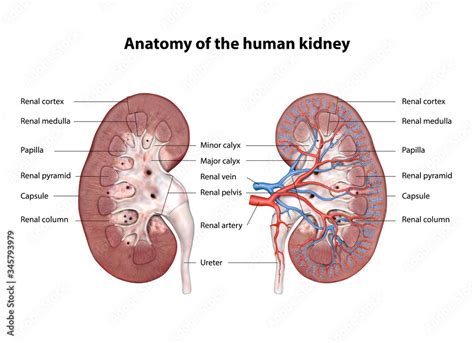 kidney, Anatomy of the human urinary system, Cross Section. Shown are the renal artery, renal ...