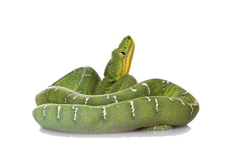 Anaconda PNG Images Transparent Free Download