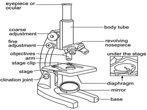 Parts Of A Microscope And Function - equitylasopa