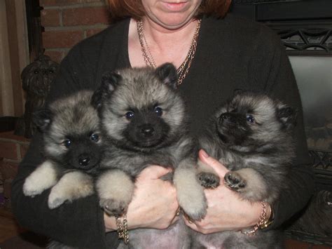 Keeshond Puppies - Puppy Dog Gallery