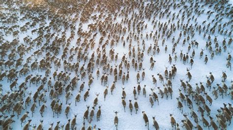 How Climate Change Affects Animal Migration in the Arctic - De Gruyter Conversations