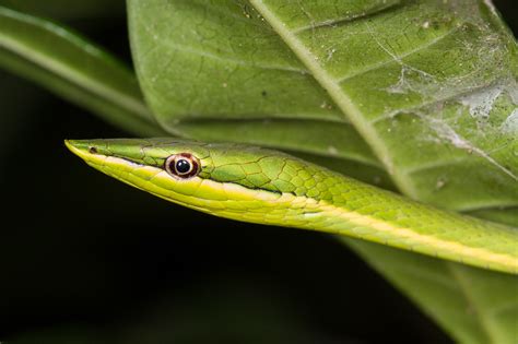 Dominican Republic Wildlife on Behance