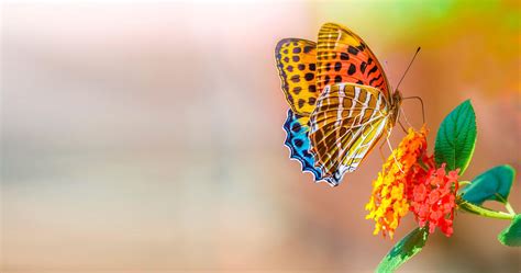 Desktop Wallpaper 4k Butterfly Wallpaper Butterfly 4k Hd Flower Ultra Nature Wallpapers Colorful ...